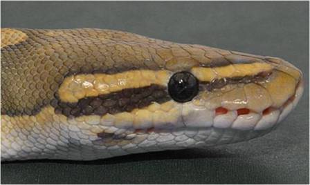 Ball Python