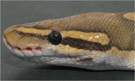 Ball Python