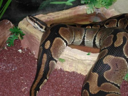 Close up of Hercules soaking in water bowl