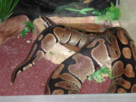 Hercules soaking in water bowl